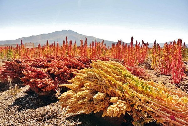 Les secrets pour réussir la cuisson du quinoa à la perfection